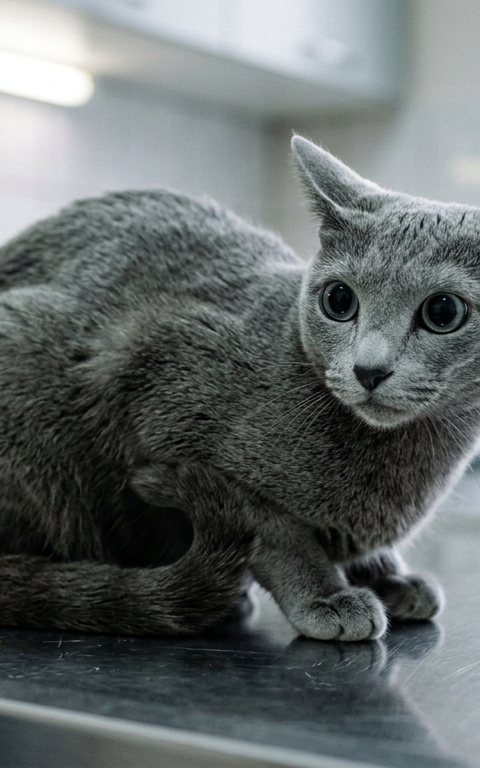 A nervous Russian Blue cat sitting on a vet table, purring with dilated pupils and ears slightly tilted.