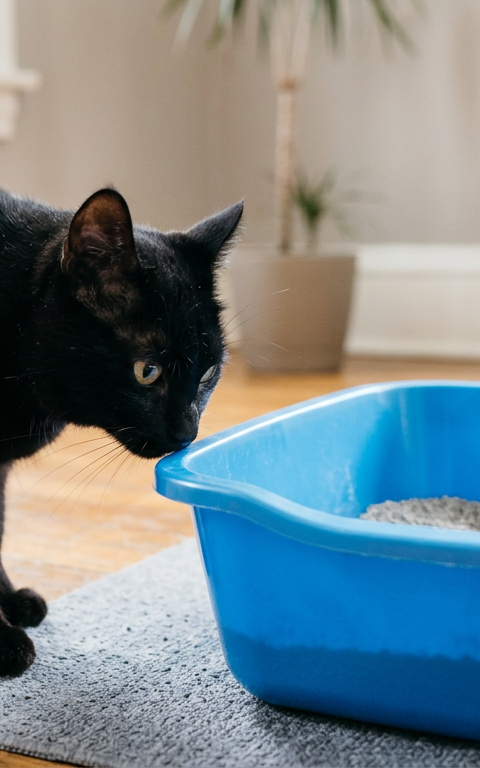 A grey tabby cat sniffing a bright blue plastic litter box with a skeptical expression in a sunlit room.