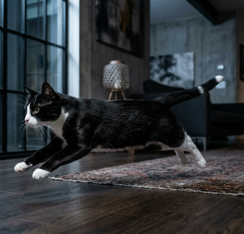 A sleek black cat mid-sprint across a living room floor at night with motion blur.