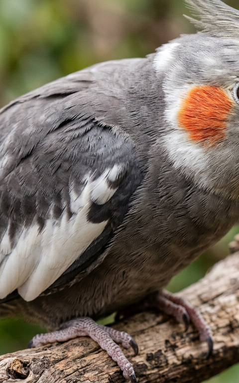 A closeup of a grey and orange cockatiel perched on a wooden branch with one eye partially squinting.