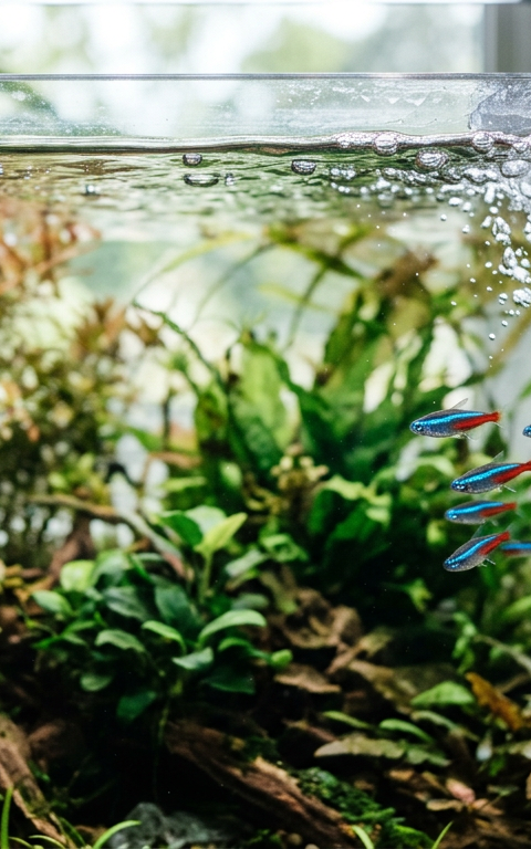 A group of neon tetra fish swimming near the water surface in a clear aquarium with bubbles.