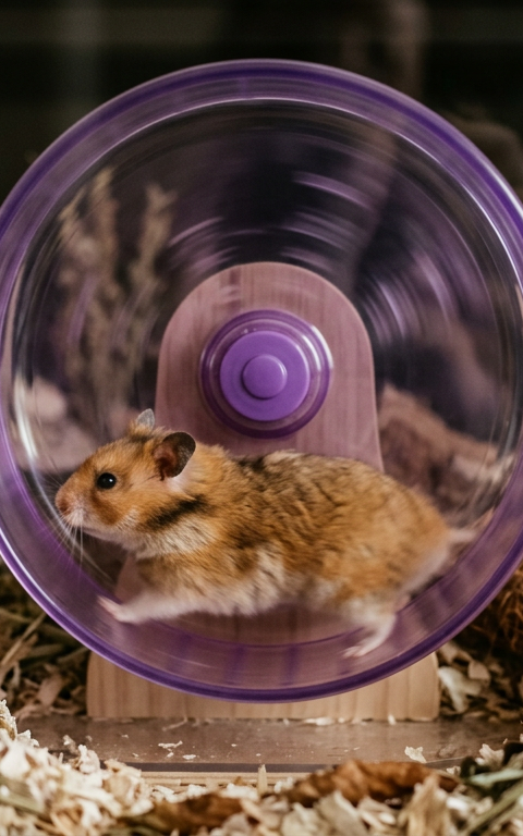 A Syrian hamster with golden fur running energetically on a large, solid-surface exercise wheel at night.