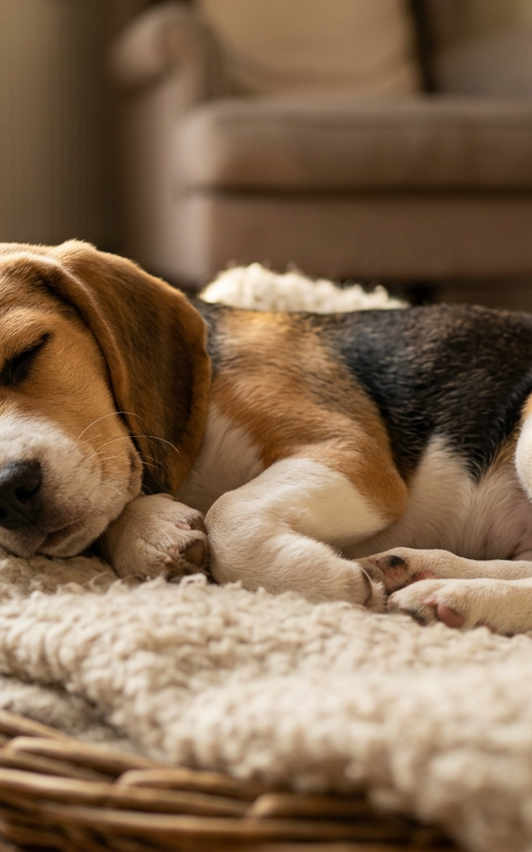 A small tri-color Beagle puppy curled up in a soft grey donut bed sleeping soundly.