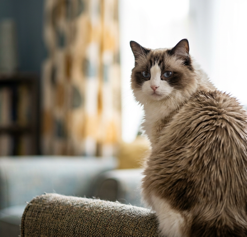 A fluffy Ragdoll cat sitting on a wooden floor, looking slightly unkempt with separated, oily fur patches along its back.