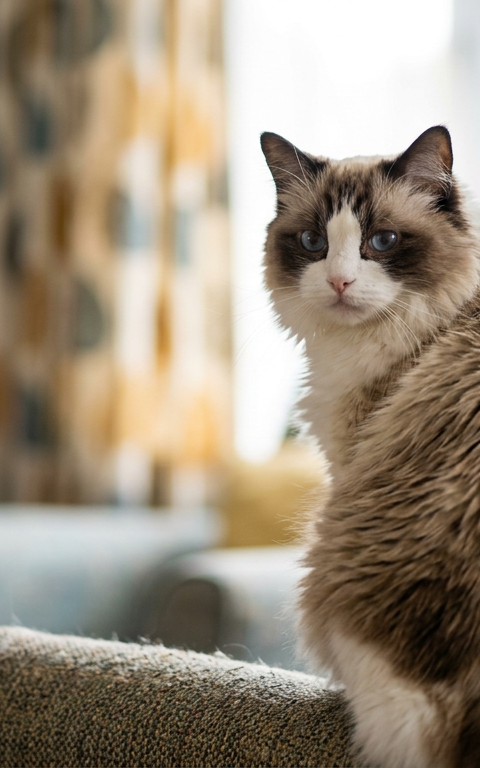A fluffy Ragdoll cat sitting on a wooden floor, looking slightly unkempt with separated, oily fur patches along its back.