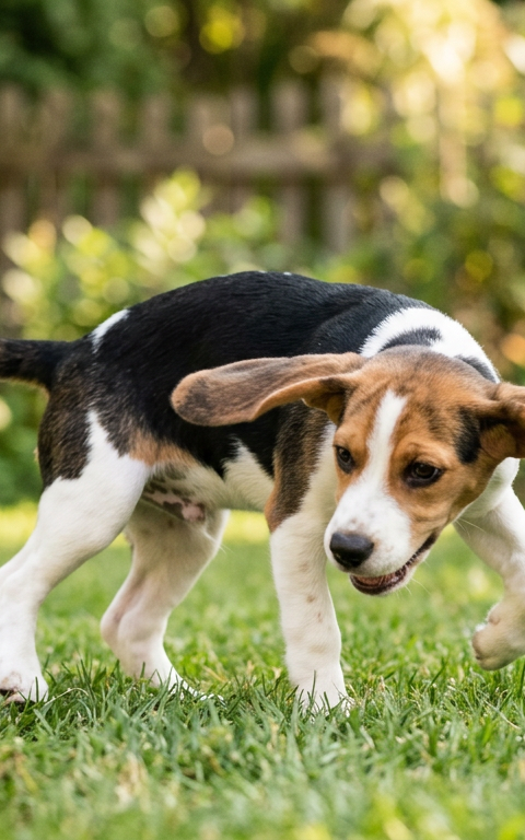A Beagle dog spinning in a circle on green grass in a suburban backyard.